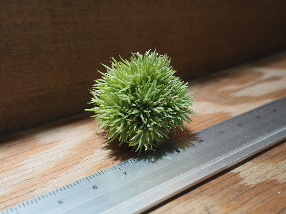 チランジア アエラントス テディベア T Aeranthos Teddy Bear