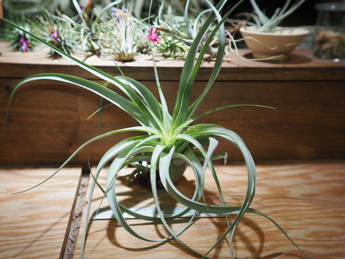 チランジア キセログラフィカ カピタータ T Xerographica T Ca