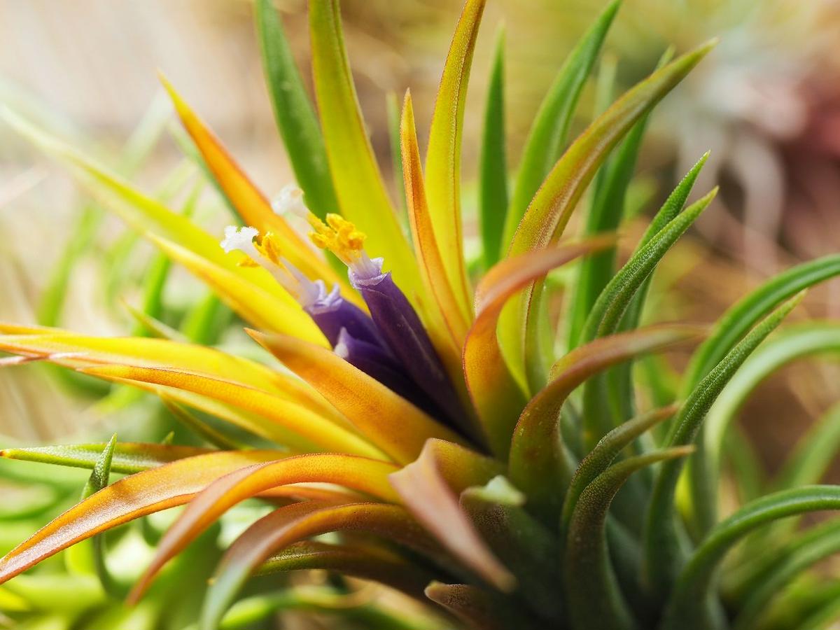 売り出し チランジア イオナンタ 種子 9種類 自家産 7 12粒 Tillandsia Ionantha Uncle Vuth Pearl Godzilla Two Tone Apple Green Fuego Rfi Www Centralsupply Us
