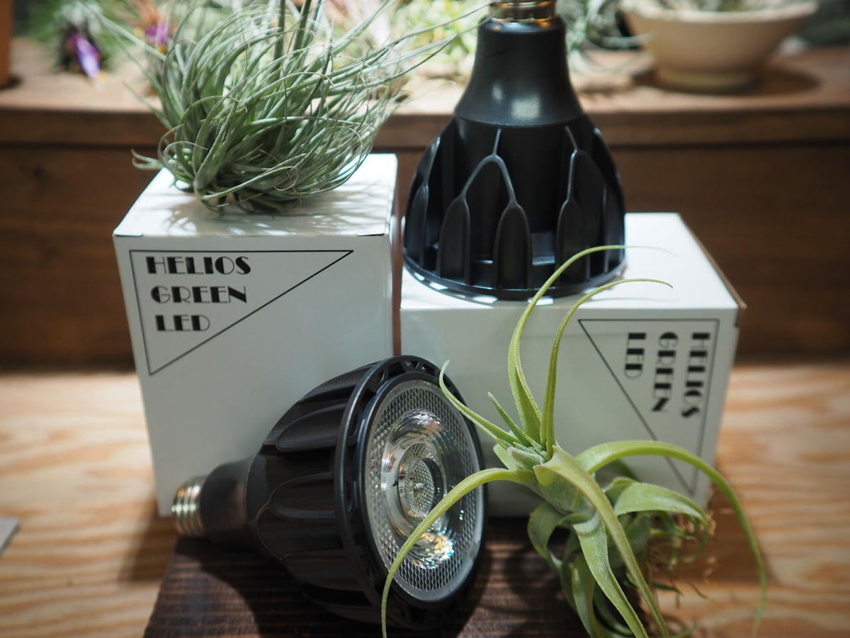 塊根植物棚 グラキリス パキプス アガベ ヘリオスグリーンLED