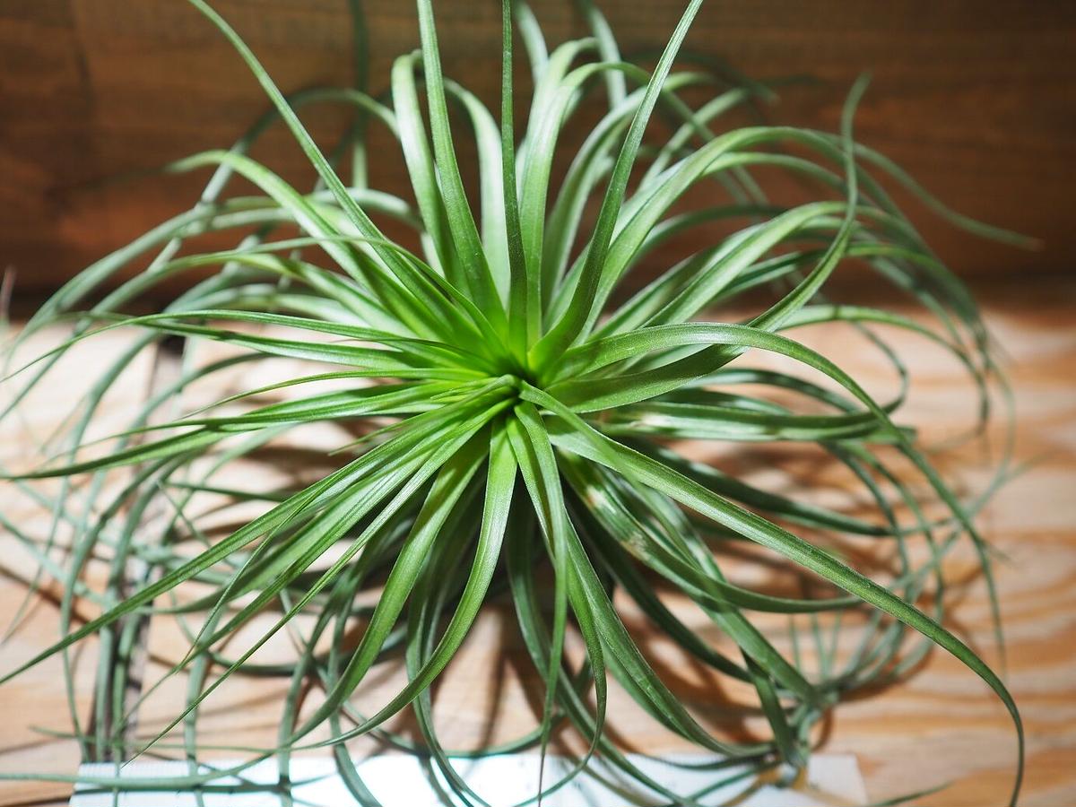 チランジア ストリクタ カズンイット T Stricta Cousin It A