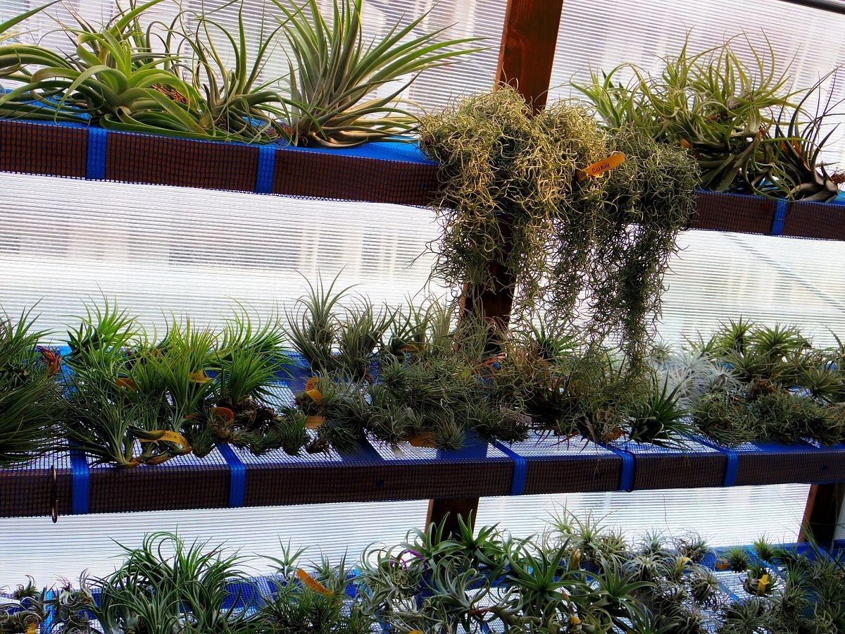 チランジア カピタータ マルーン エアープランツ ティランジア Capitata Maroon Esupport Vn チランジア カピタータ マルーン エアープランツ ティランジア Capitata Maroon Esupport Vn