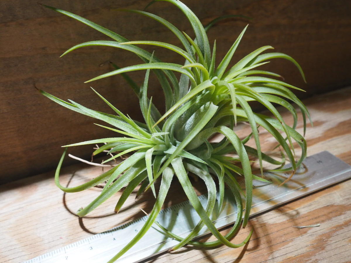 チランジア イオナンタ ルブラ Cl T Ionantha Rubra Ef01
