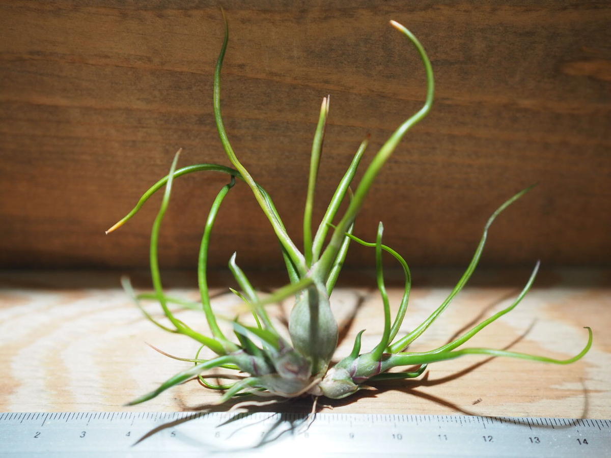 Tillandsia bulbosa forma alba チランジア ブルボーサ アルバ