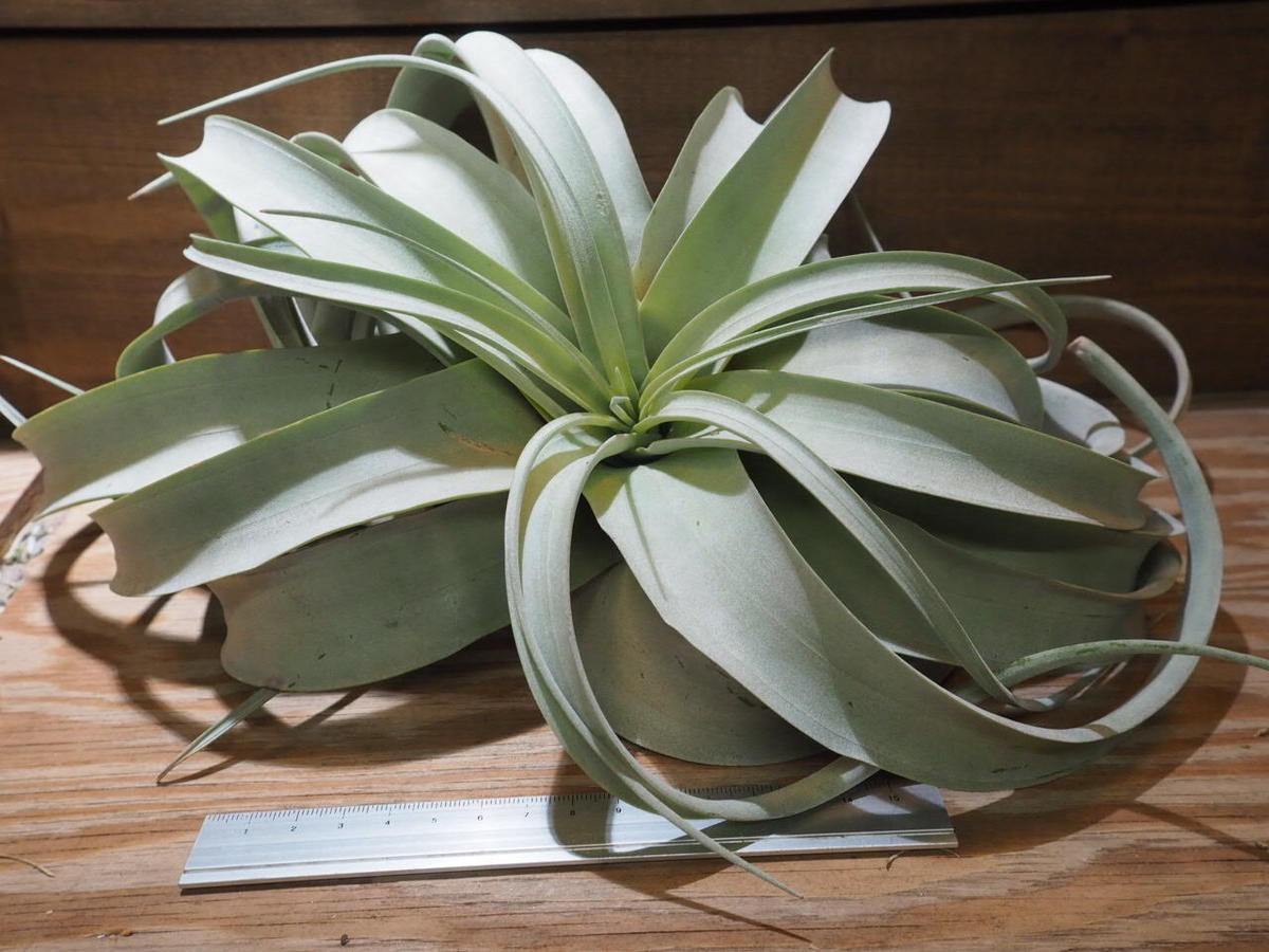 超巨大】チランジア・キセログラフィカ XXXL