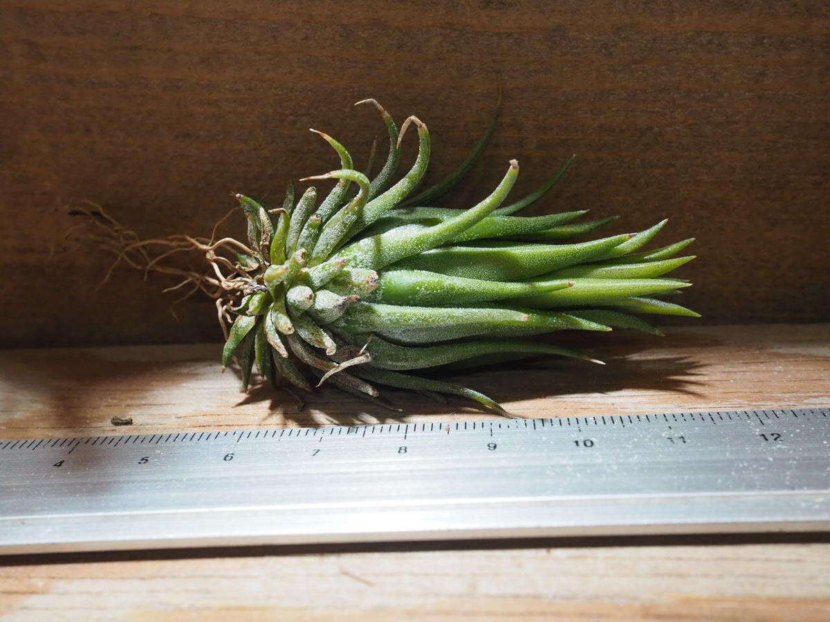 Tillandsia mauryana 実生株 欧州大学附属植物園由来