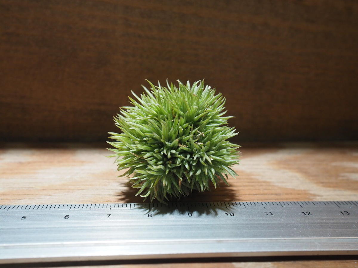 チランジア アエラントス テディベア T Aeranthos Teddy Bear