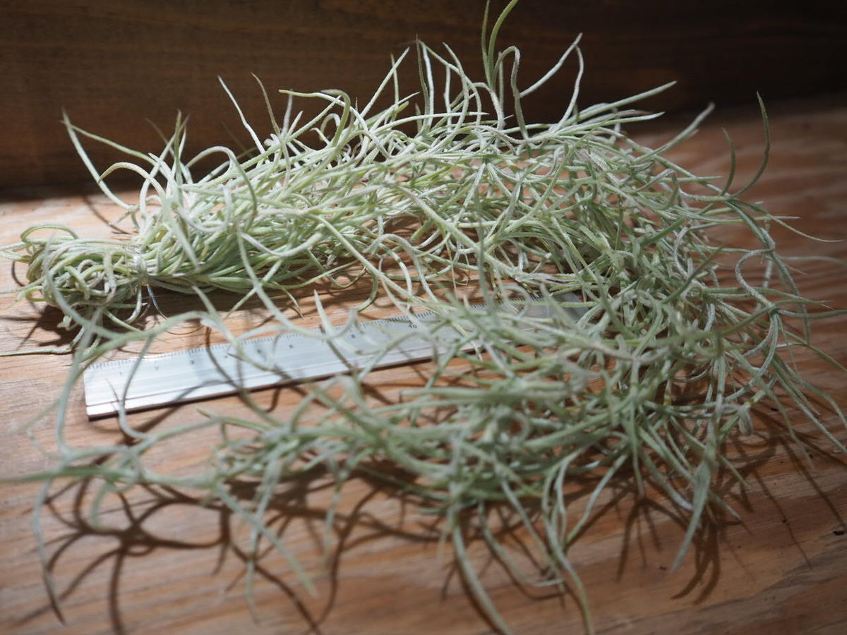 チランジア ウスネオイデス 太葉 T Usneoides A01 Jun22 01