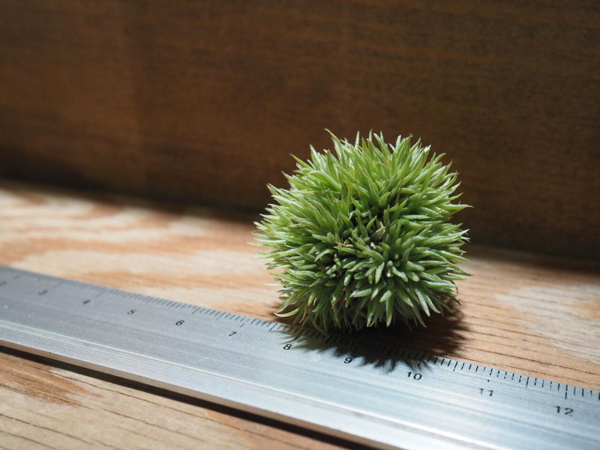 チランジア アエラントス テディベア T Aeranthos Teddy Bear