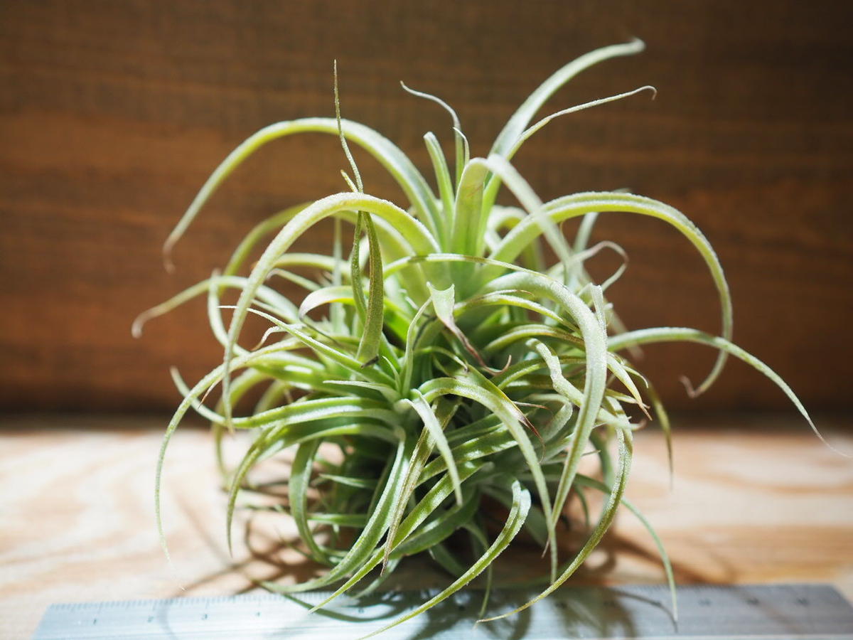 チランジア / カクティコラ × プルプレア CL (T.cacticola × T.purp...