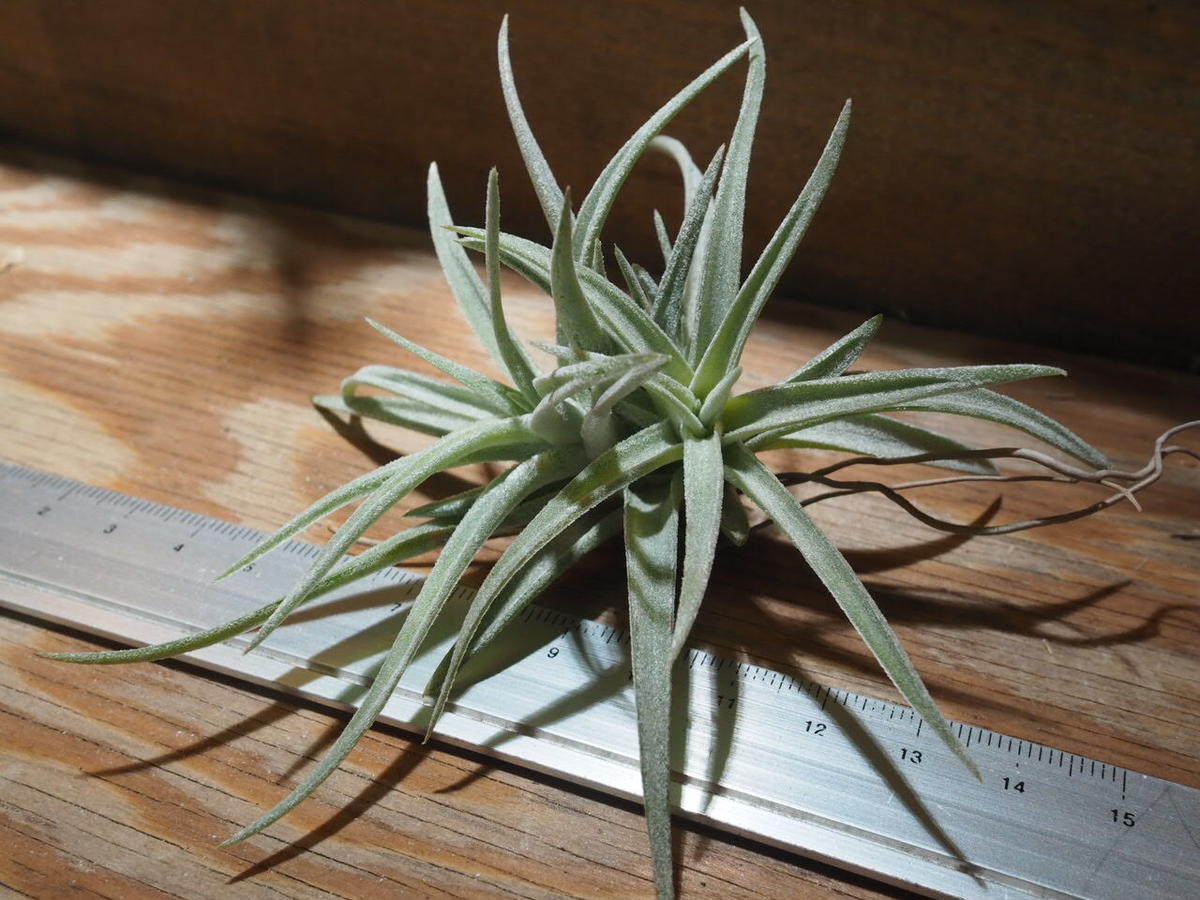 チランジア ハリシー × キセログラフィカ 現品】チランジア・ハリシー×キセログラフィカ T. harrisii x