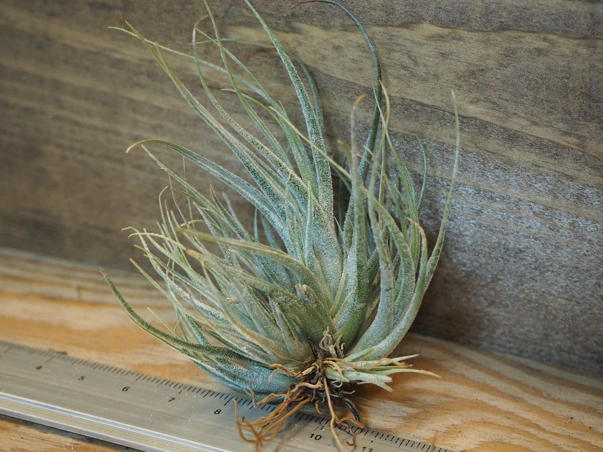 すべての美しい花の画像 最高かつ最も包括的なエア プランツ 大きく なる