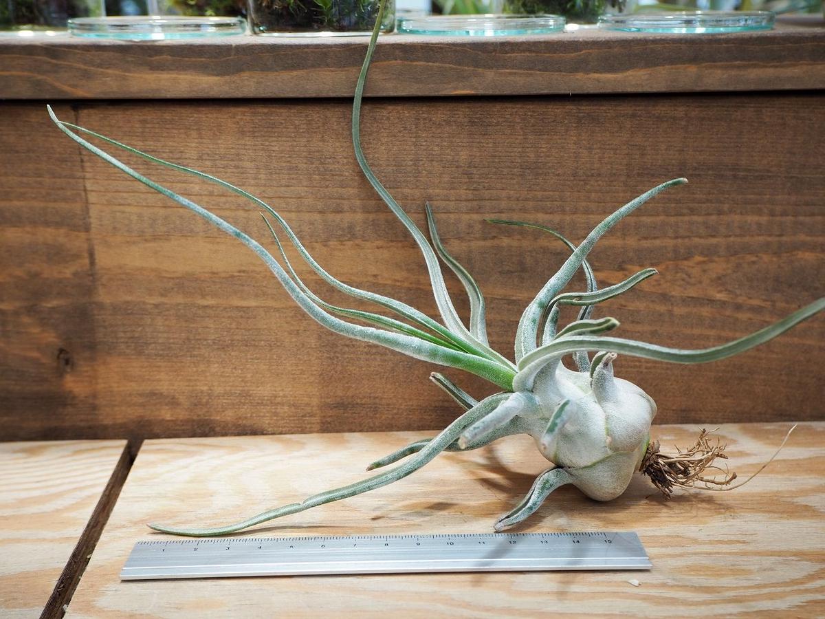 チランジア タイ T Ty A01 Jun 常葉植物園 Tokiwa B