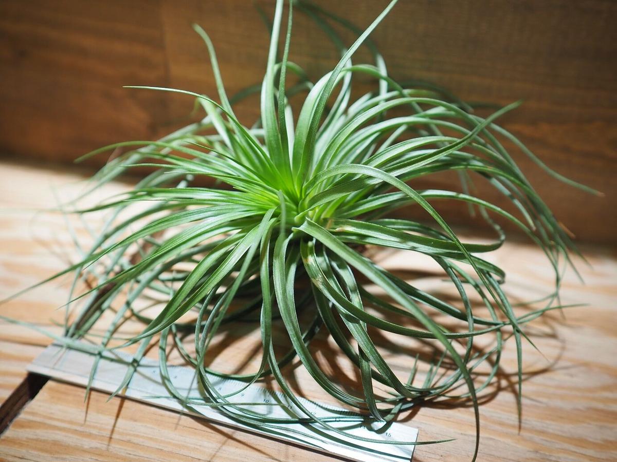 チランジア ストリクタ カズンイット T Stricta Cousin It A