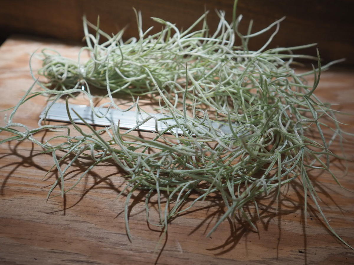 チランジア ウスネオイデス 太葉 T Usneoides A01 Jun22 01