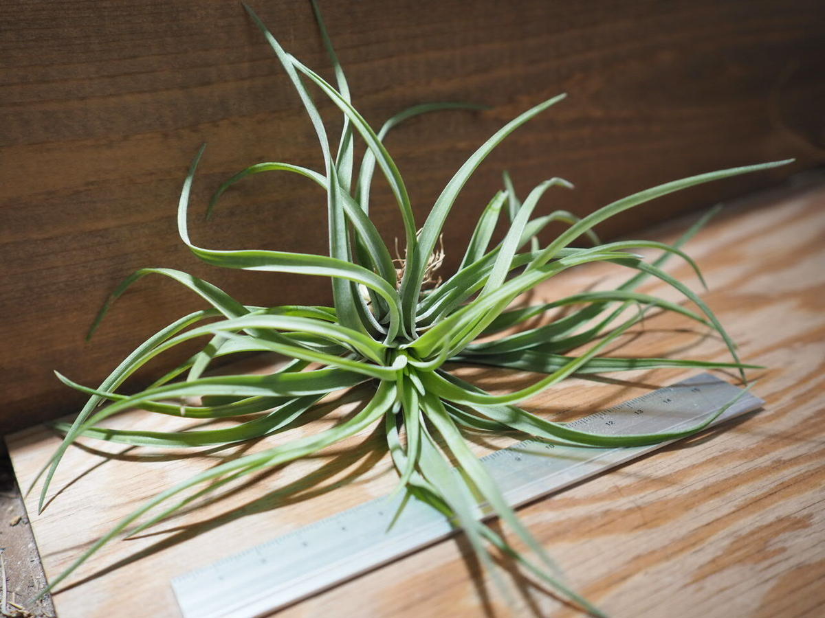 チランジア ベルティナ T Velutina A01 May12 常葉植物園 T チランジア ベルティナ T Velutina A01 May12 常葉植物園 T