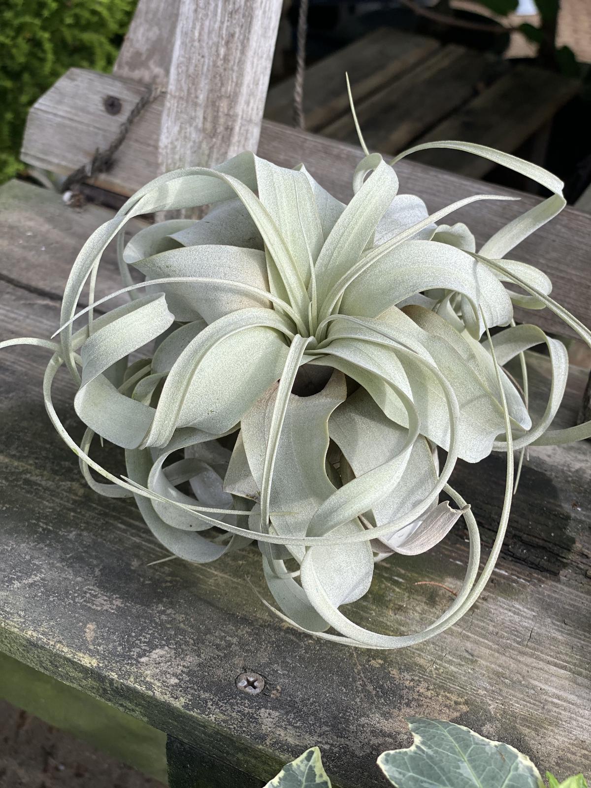 チランジア キセログラフィカ Shenbite Store