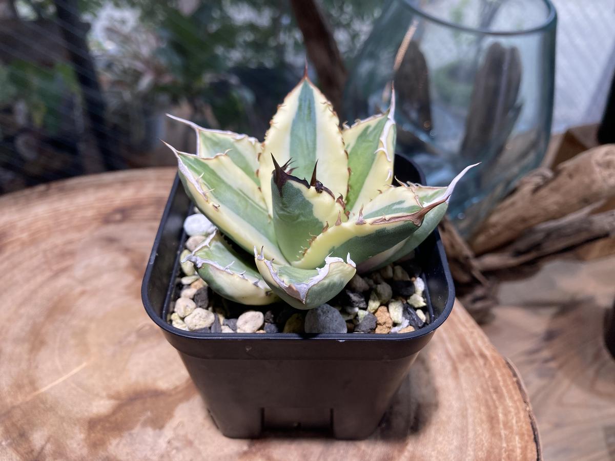 アガベ チタノタ スナグルトゥース 【コレクション株】胴切り子株