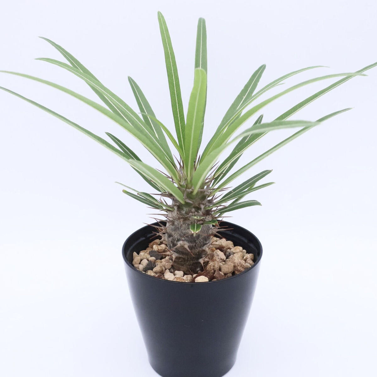 手作植木鉢 Sサイズ2点 検（ 塊根植物 グラキリス パキプス アガベ) 2点 フラワー・ガーデニング 手作植木鉢 Lサイズ 検（ 塊根植物