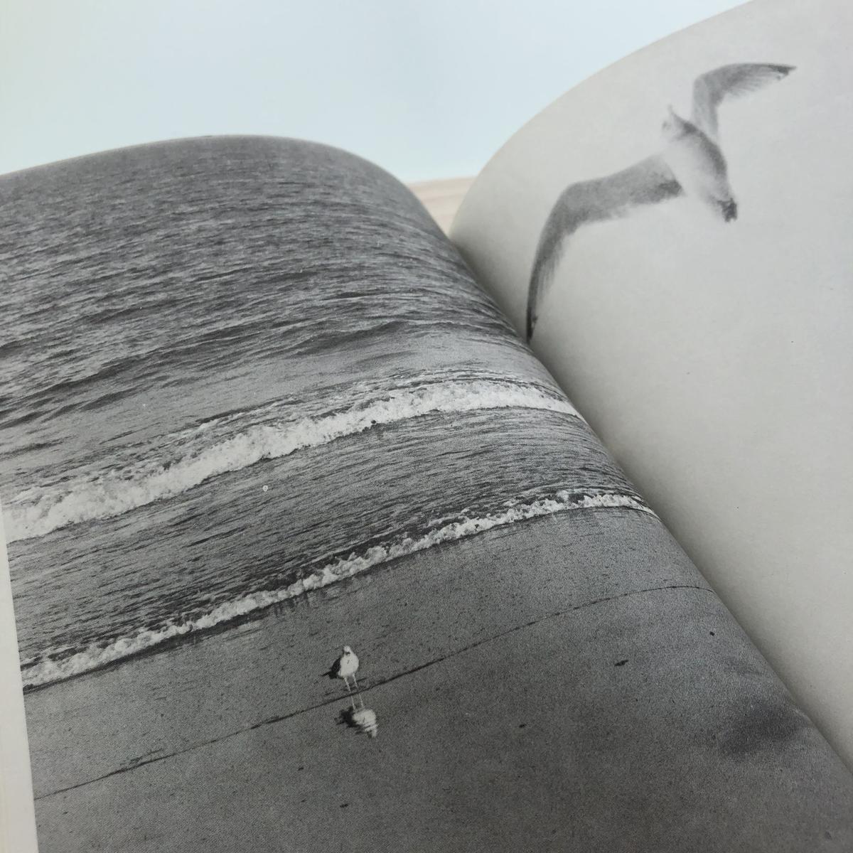 Jonathan Livingston Seagull カモメのジョナサン 本の轍 S