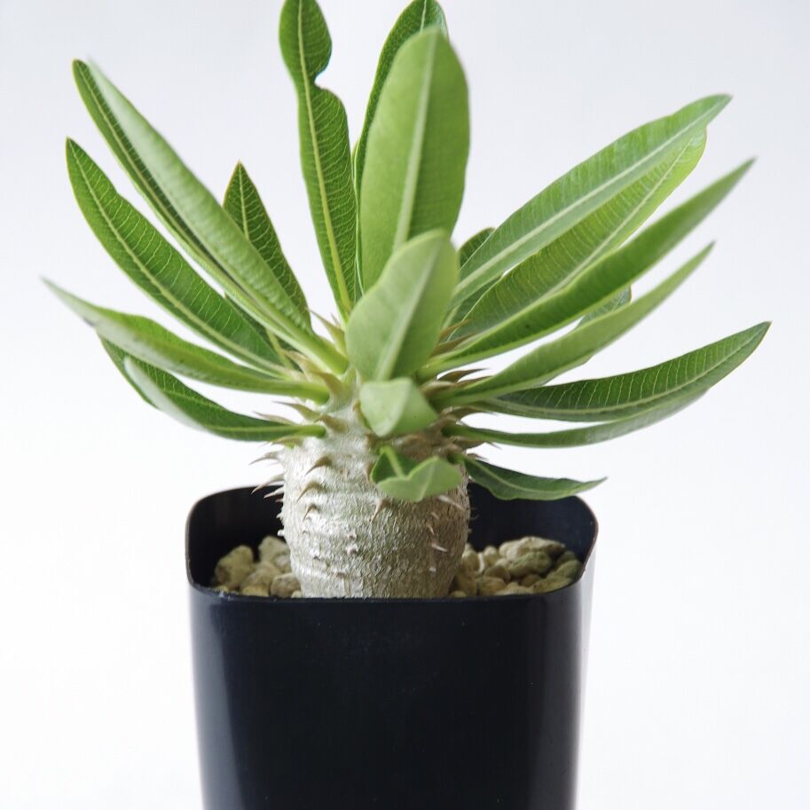 パキポディウム デンシフローラム Pachypodium Densiflorum Inok