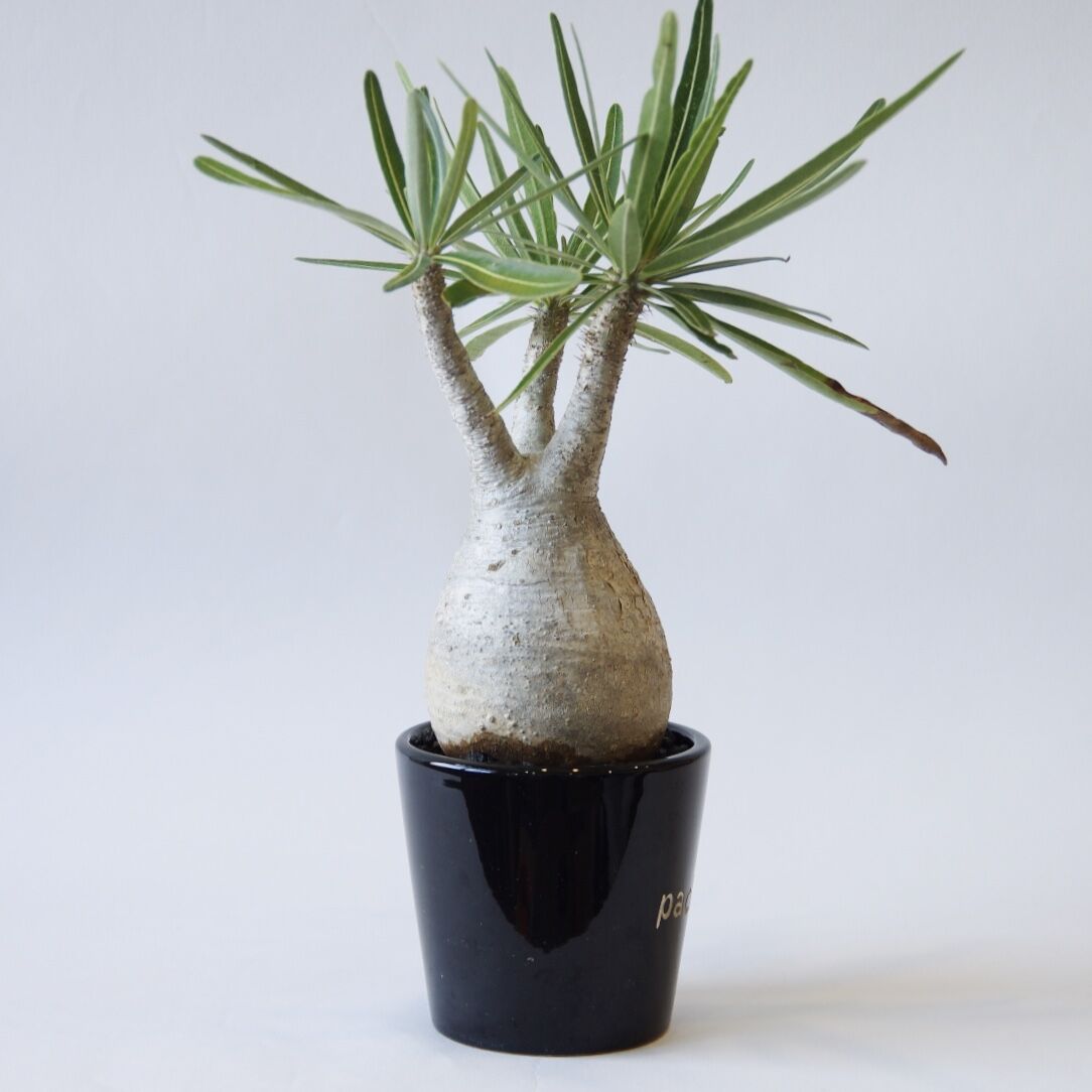 パキポディウム グラキリス Pachypodium Rosulatum Var Gracili