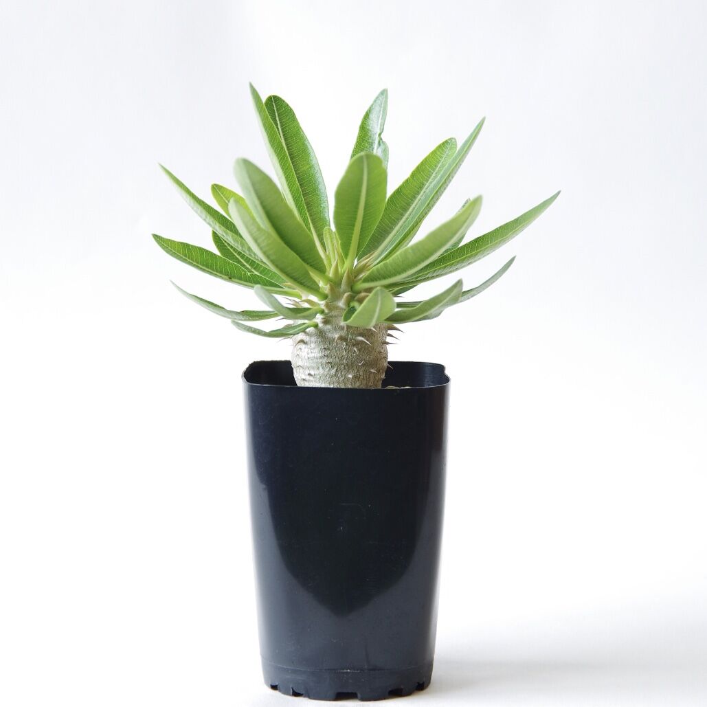 パキポディウム デンシフローラム Pachypodium Densiflorum Inok