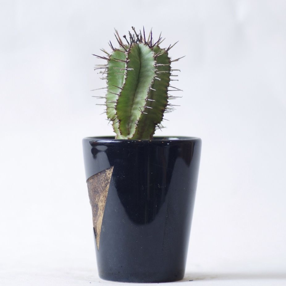 ユーフォルビア ポリゴナ Euphorbia Polygona Inoka Kreha