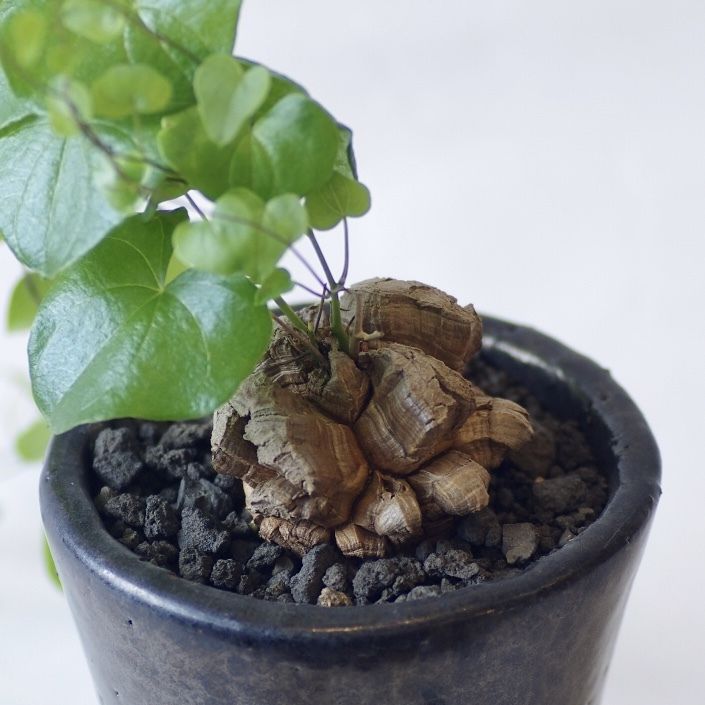 ディオスコレア エレファンティペス 亀甲竜 Dioscorea Elephantipes