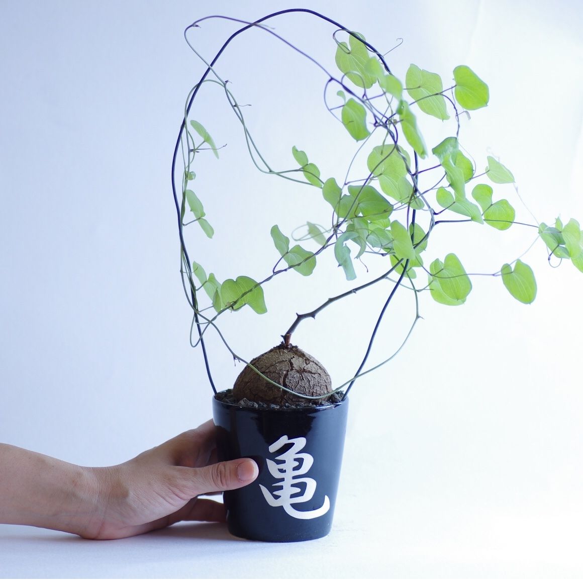 トレンはあなたを疲れさせますか