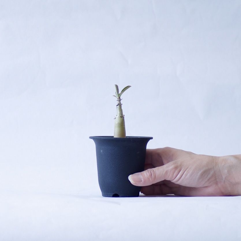 アデニウム ソマレンセ Adenium Somalense Inoka Kreha