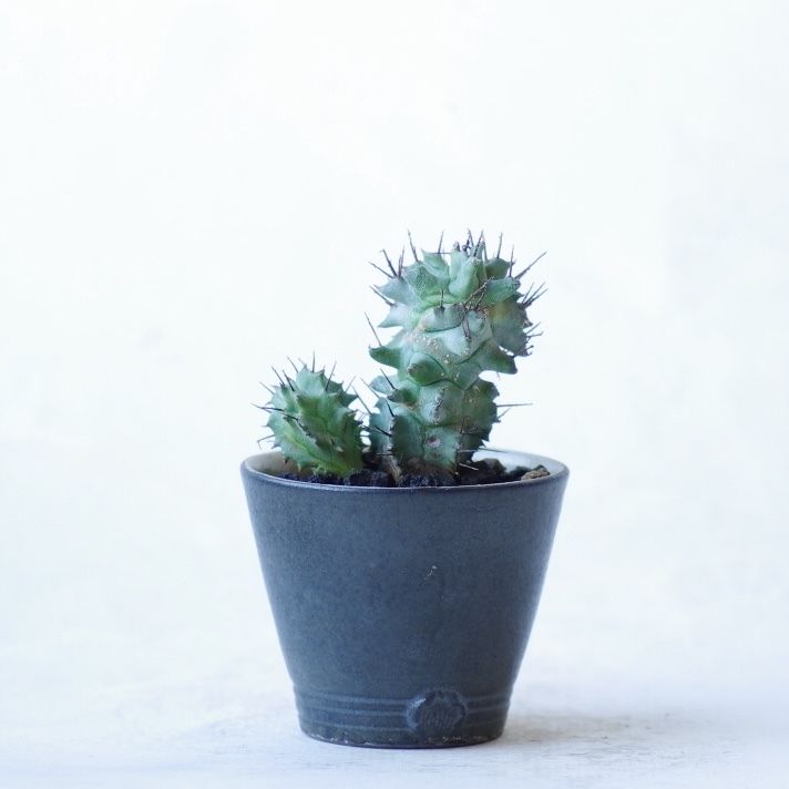 ユーフォルビア ホリダ モンスト Euphorbia Horrida Monst Inok