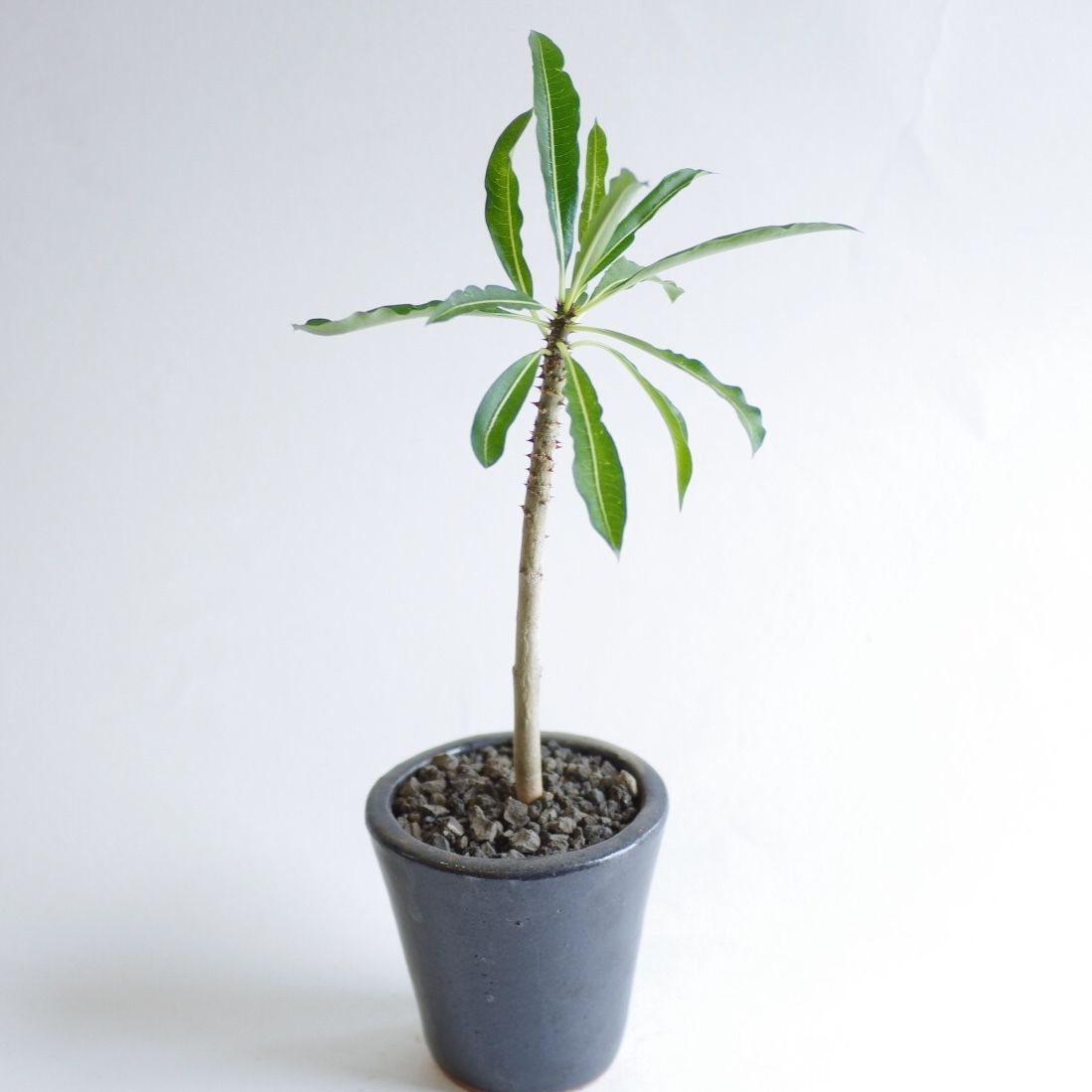パキポディウム ルーテンベルギアナム Pachypodium rutenbergianum |... パキポディウム ルーテンベルギアナム Pachypodium rutenbergianum |...