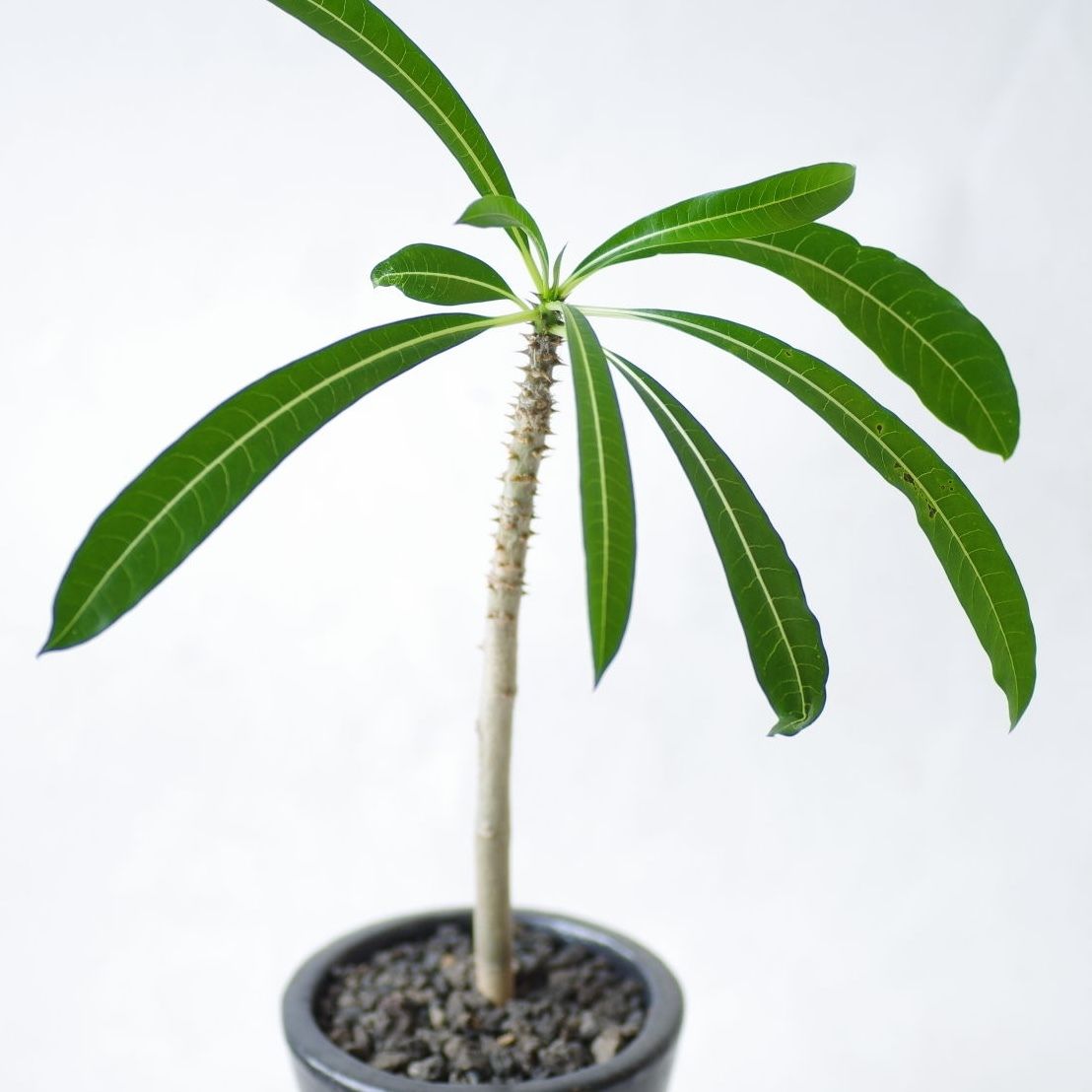 パキポディウム ルテンベルギアナム Pachypodium rutenbergianum | ... パキポディウム ルテンベルギアナム Pachypodium rutenbergianum | ...