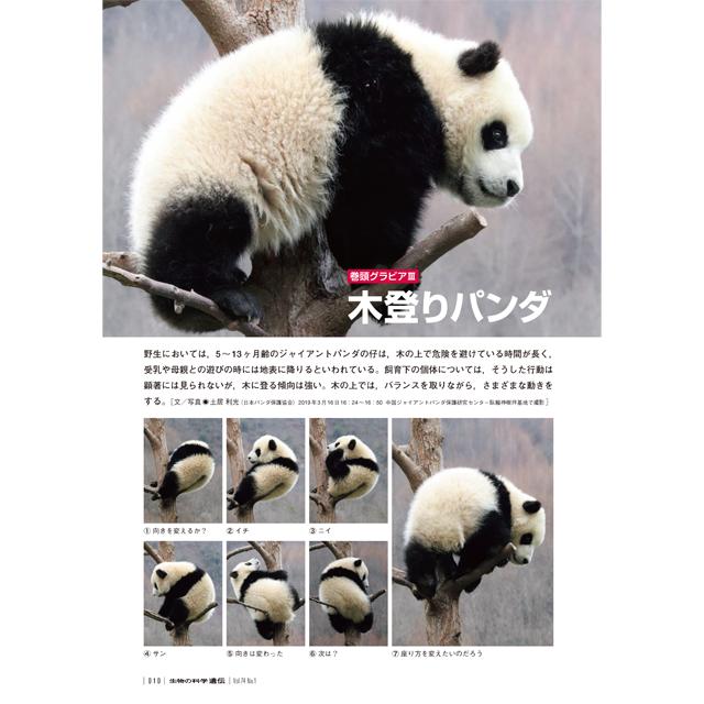 年1月発行号 巻頭グラビア 木登りパンダ 生物の科学 遺伝 オンラインストア Id 年1月発行号 巻頭グラビア 木登りパンダ 生物の科学 遺伝 オンラインストア Id