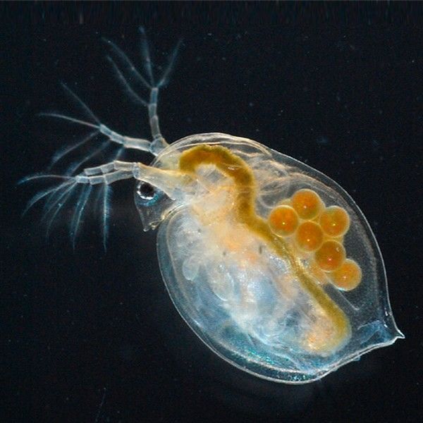 オオミジンコの卵 1カプセル 体長最大5mm 生き餌屋
