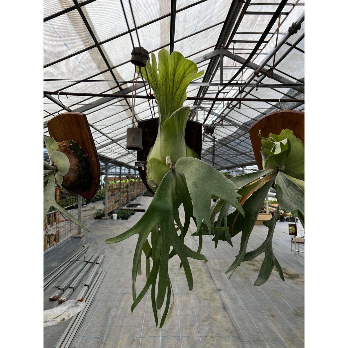 2022.8/31〜】板付ビカクシダ P.willinckii Bogor Mr.Sudda...