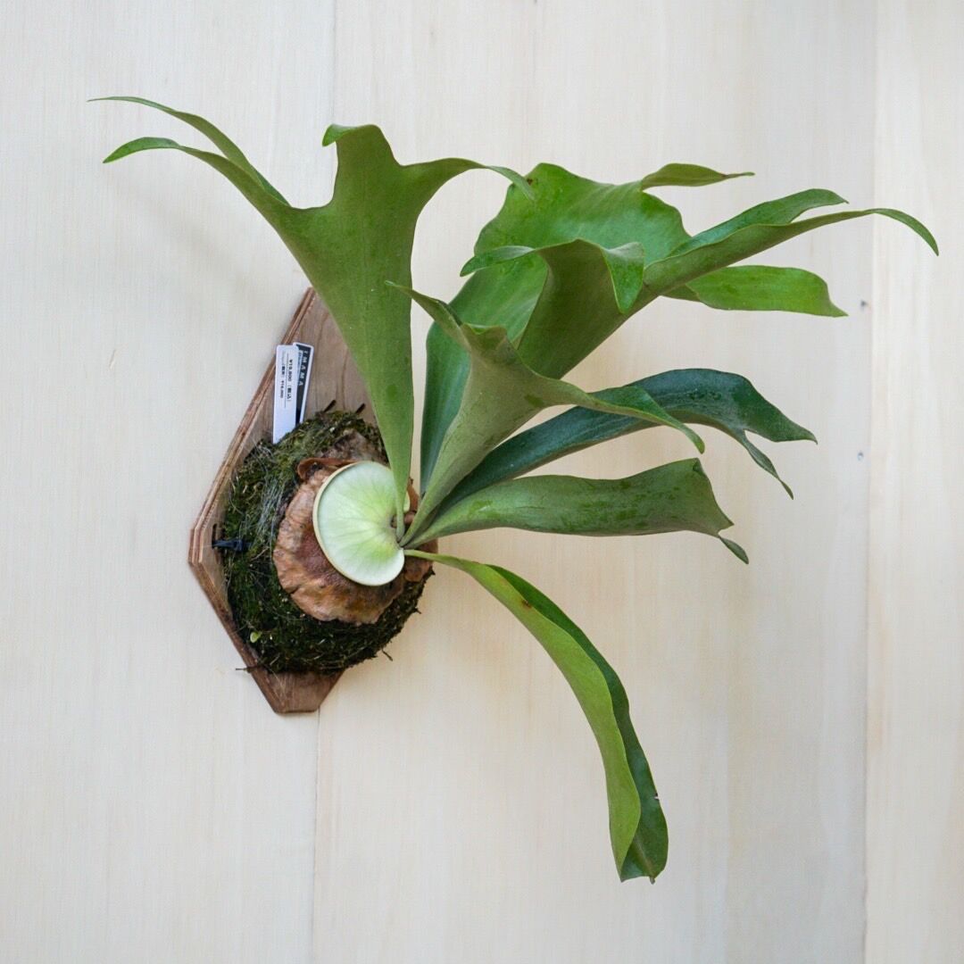 2022.8/5〜】板付ビカクシダ P.hillii panama | IMAMA