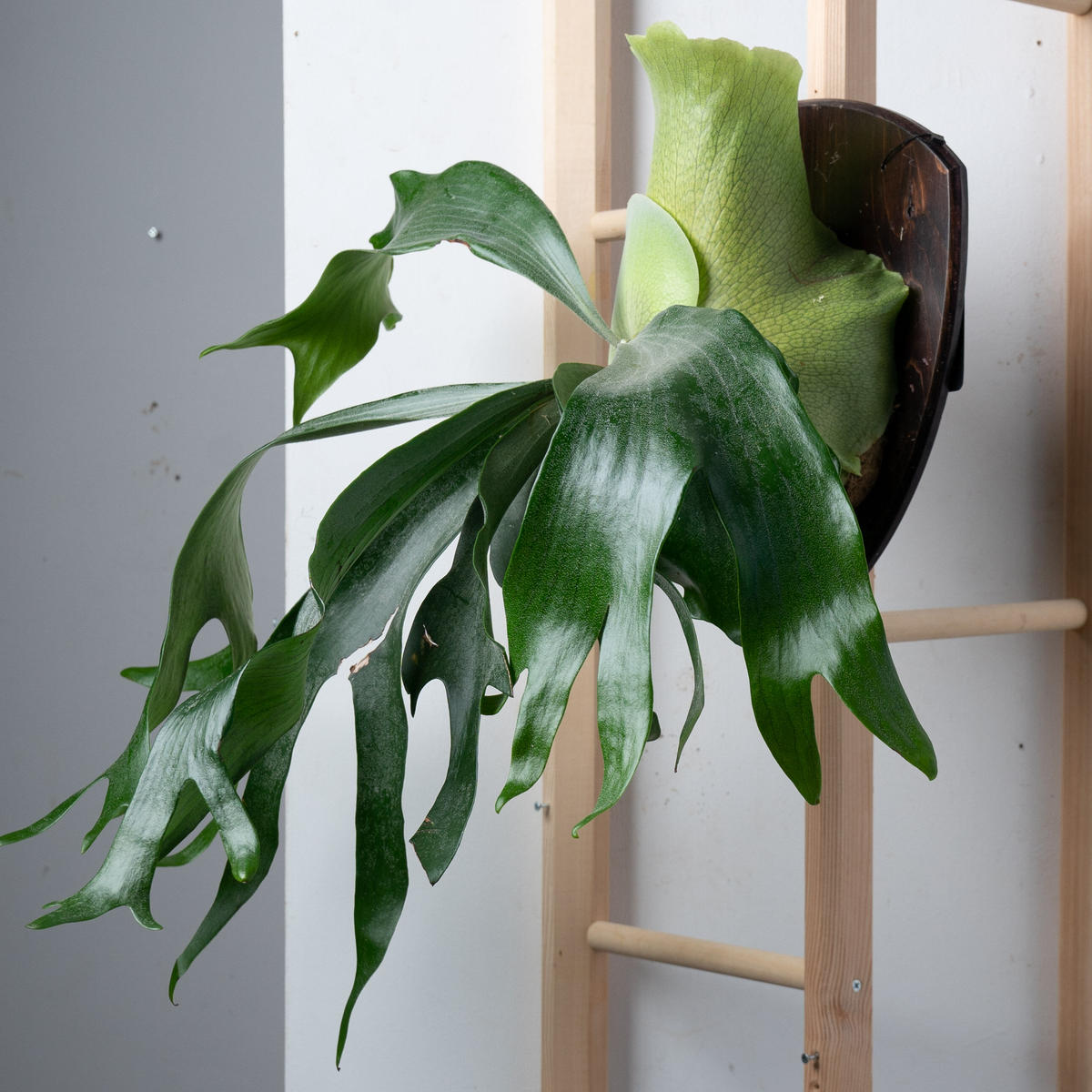 値下げ 大株 親株 ビカクシダ ヒリープミラキューガーデン 【公式通販】