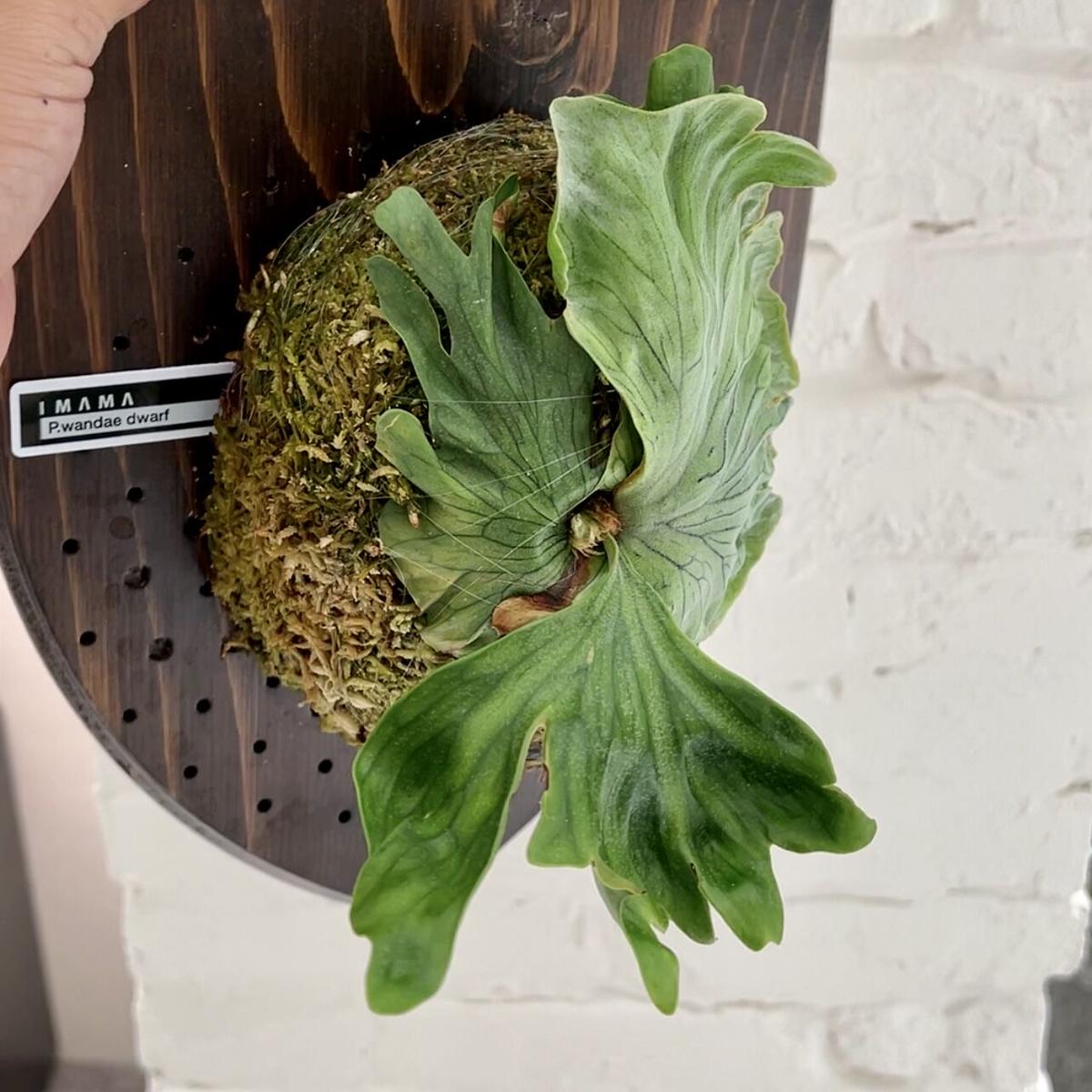 ビカクシダ　ワンダエドワーフ【コルク付き】 ザ・ファームセレクト]ビカクシダ（コウモリラン）：ワンダエ