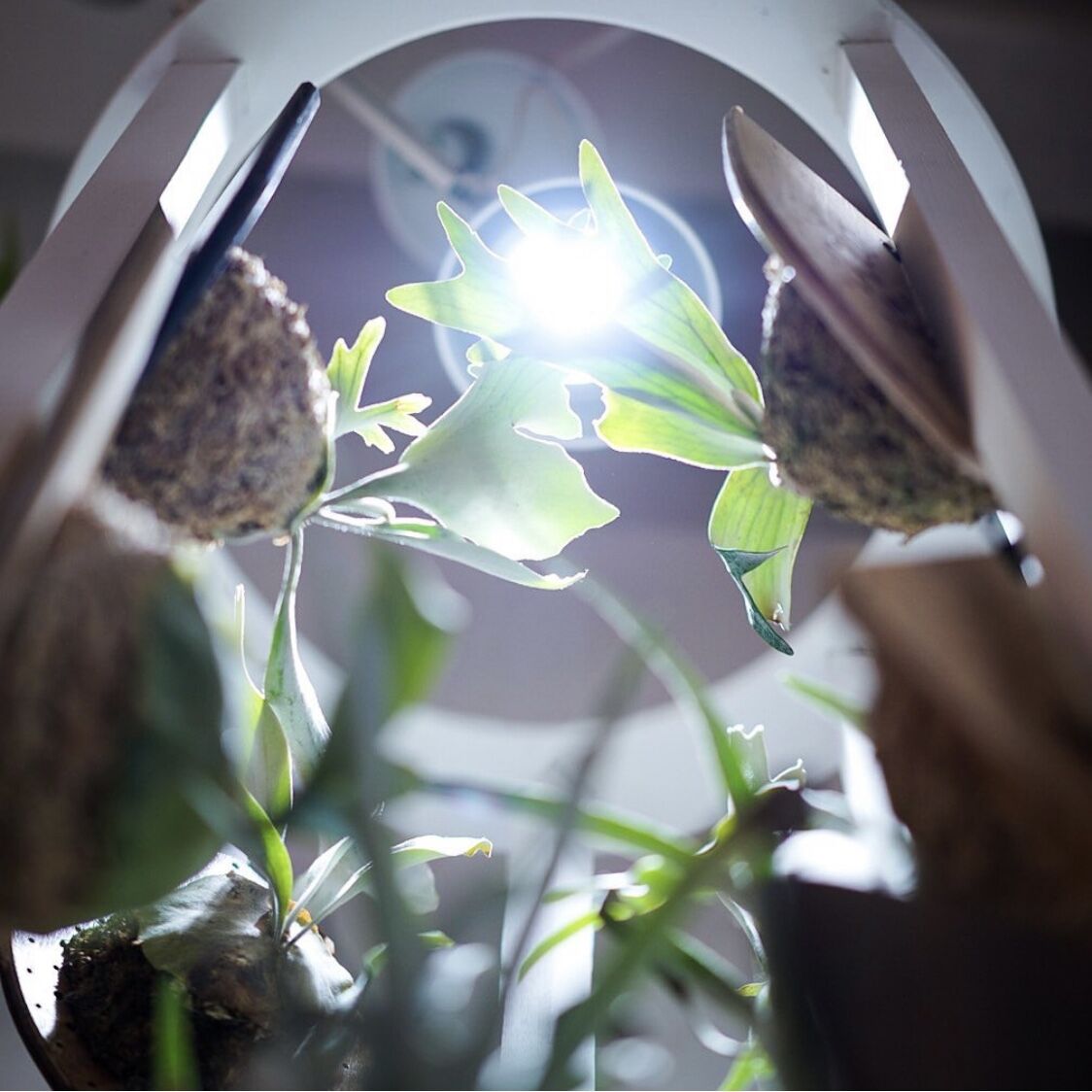 【SALE/90%OFF】ヘリオスグリーンLED HG24 3個セット他備品付 アガベチタノタ