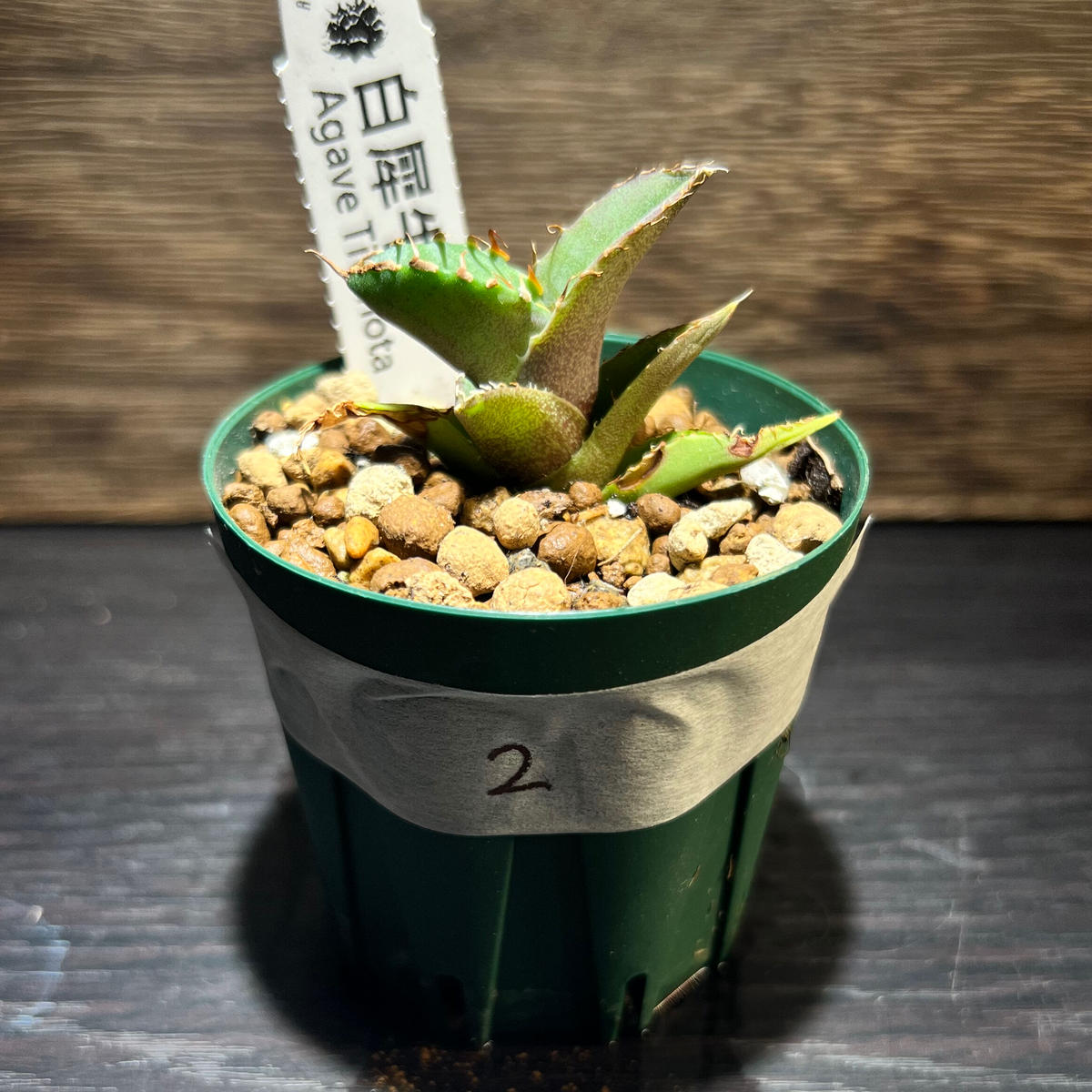 アガベ 白犀牛 シロサイ