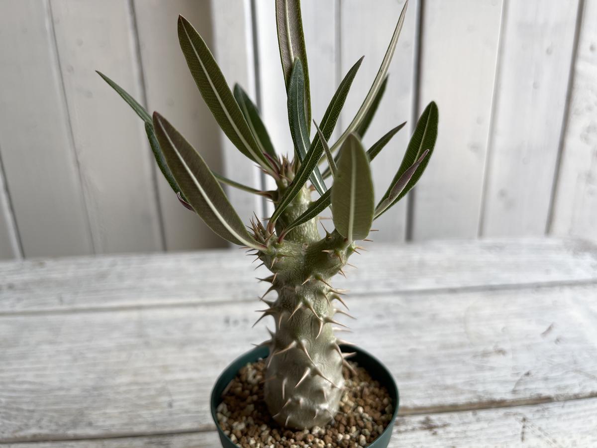 うのにもお得な情報満載! パキポディウム カクチペスセット 植物/観葉