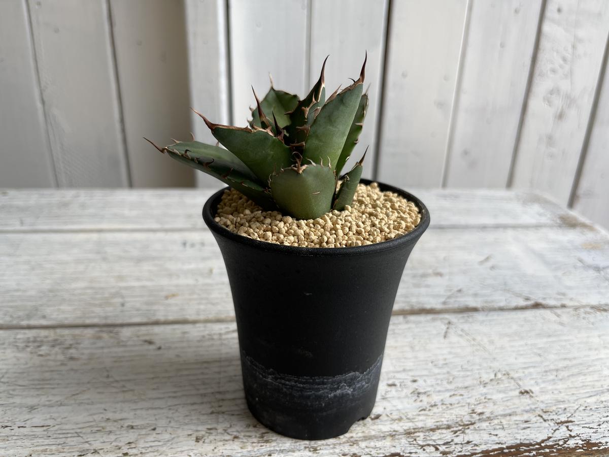 インドネシア産 アガベ チタノタ 子株２つ付き | tspea.org