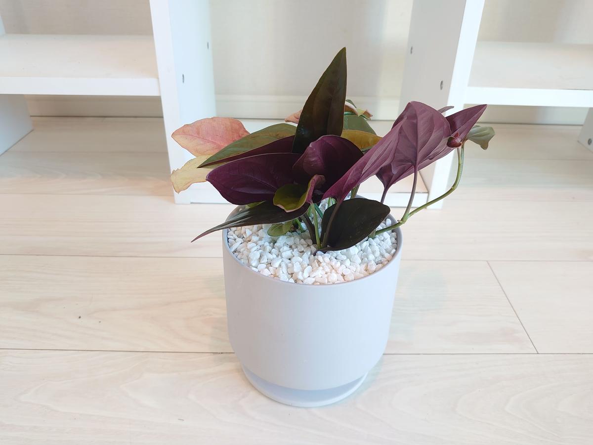 観葉植物 シンゴニウムの寄せ植え Innocent Flower