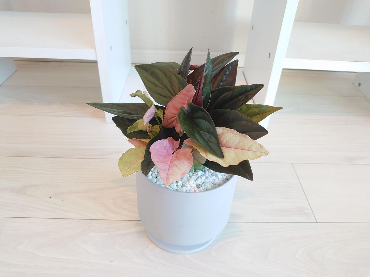 観葉植物 シンゴニウムの寄せ植え Innocent Flower
