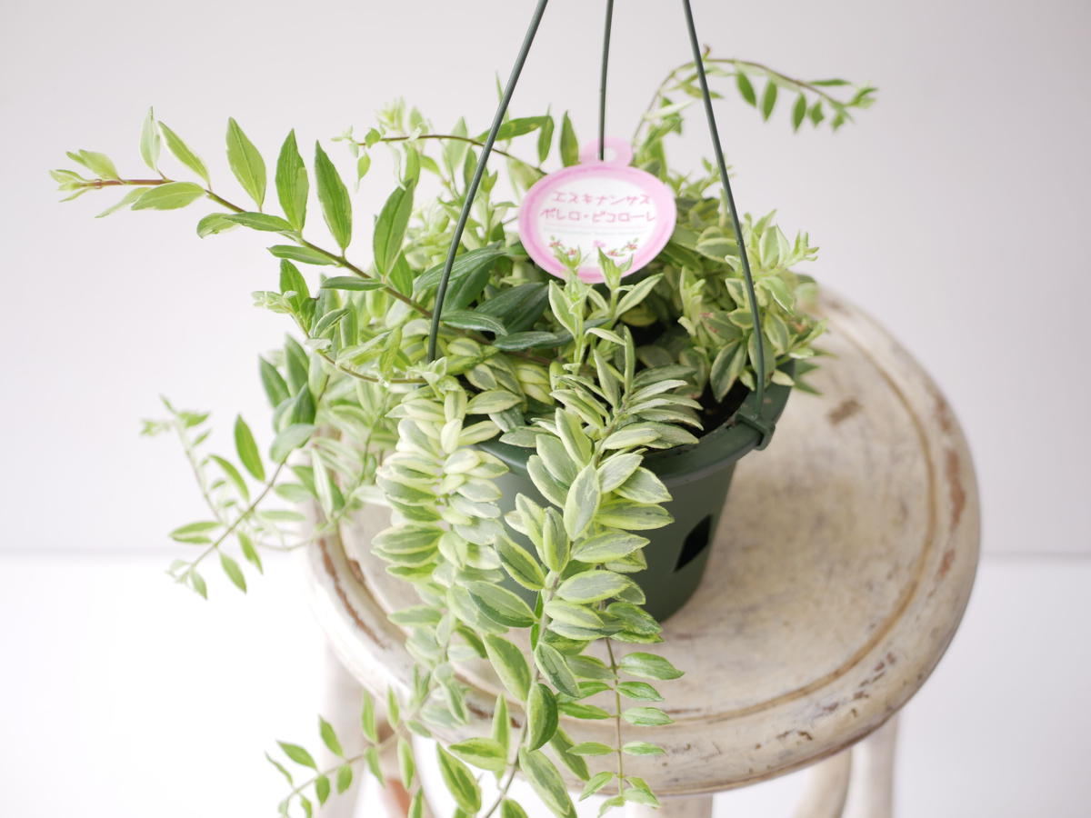 通販最安値 apollo様専用 ボレロ ビコローレ ホヤリネアリス QBWea