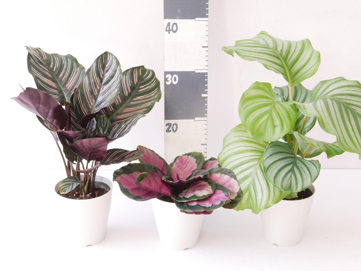 カラテア オルビフォリア 個性的な模様 観葉植物 インテリアグリーンとギフトプランツコーデ カラテア オルビフォリア 個性的な模様 観葉植物 インテリアグリーンとギフトプランツコーデ