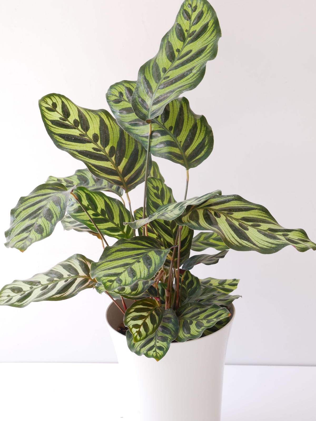 カラテア マコヤナ 個性的な葉模様 観葉植物 インテリアグリーンとギフトプランツコーディネ