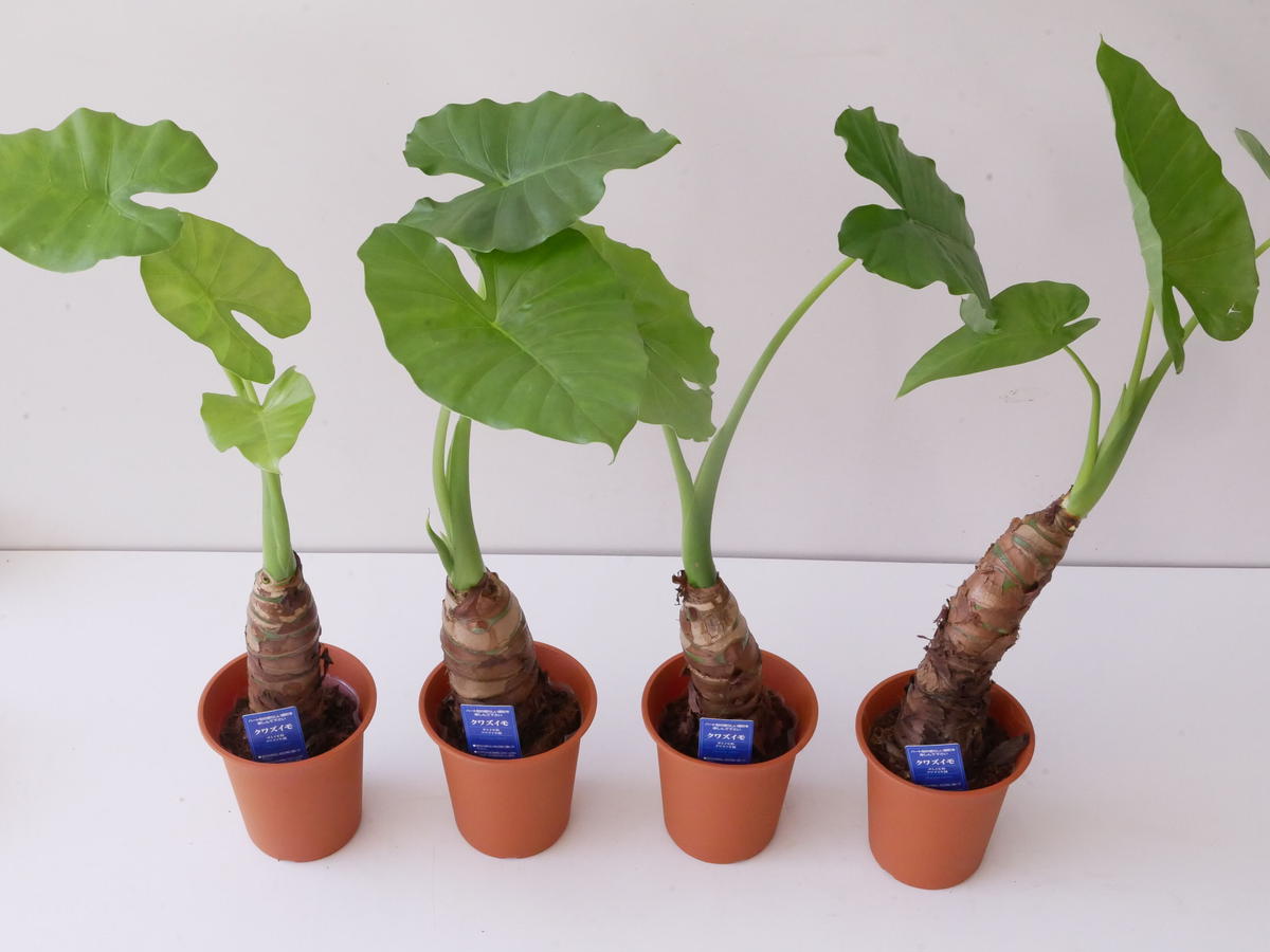 Alocasia black velvet pink variegated - Etsy 日本